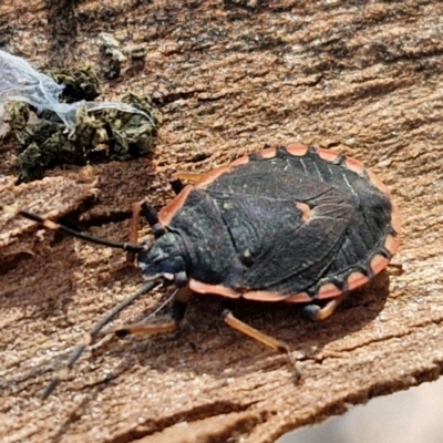 Diemenia rubromarginata (Pink-margined bug) at Mitchell, ACT - 17 Apr 2024 by trevorpreston