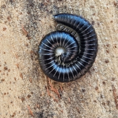 Ommatoiulus moreleti (Portuguese Millipede) at Mitchell, ACT - 17 Apr 2024 by trevorpreston