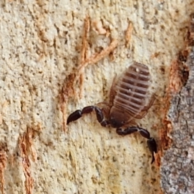 Conicochernes sp. (genus) (Chernetid Pseudoscorpion) at Crace Grasslands - 17 Apr 2024 by trevorpreston