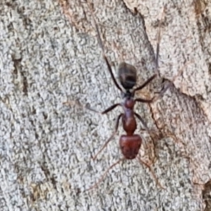 Iridomyrmex purpureus (Meat Ant) at Crace Grasslands by trevorpreston