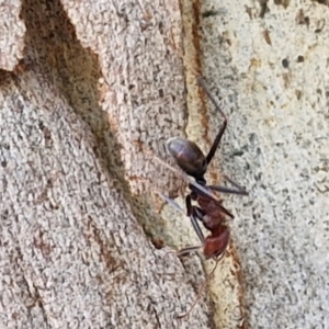 Iridomyrmex purpureus at Crace Grasslands - 17 Apr 2024 11:21 AM