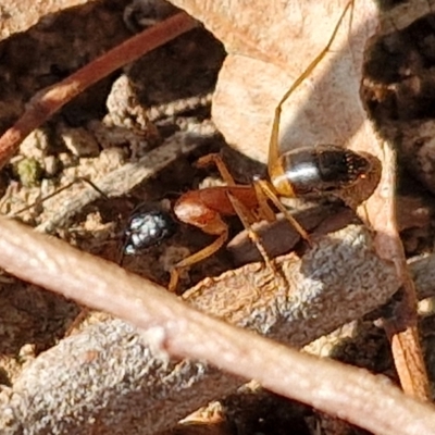 Camponotus consobrinus (Banded sugar ant) at Mitchell, ACT - 17 Apr 2024 by trevorpreston