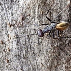 Camponotus suffusus (Golden-tailed sugar ant) at Mitchell, ACT - 17 Apr 2024 by trevorpreston