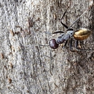 Camponotus suffusus (Golden-tailed sugar ant) at Crace Grasslands by trevorpreston