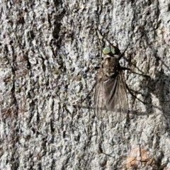 Unidentified True fly (Diptera) at Mitchell, ACT - 17 Apr 2024 by trevorpreston