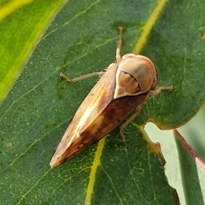 Brunotartessus fulvus (Yellow-headed Leafhopper) at Mitchell, ACT - 17 Apr 2024 by trevorpreston