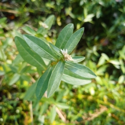 Alternanthera philoxeroides (Alligator Weed) at Lake Burley Griffin West - 16 Apr 2024 by jedp03