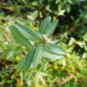 Alternanthera philoxeroides at suppressed by jedp03