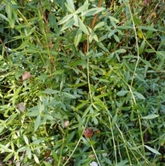 Alternanthera philoxeroides (Alligator Weed) at Lake Burley Griffin West - 17 Apr 2024 by jedp03