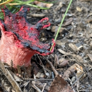 Aseroe rubra at Deakin, ACT - suppressed