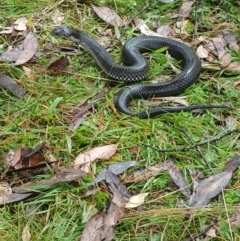 Austrelaps ramsayi (Highlands Copperhead) at Mt Holland - 17 Mar 2024 by danswell