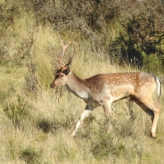 Dama dama (Fallow Deer) at Tinderry, NSW - 14 Apr 2024 by danswell