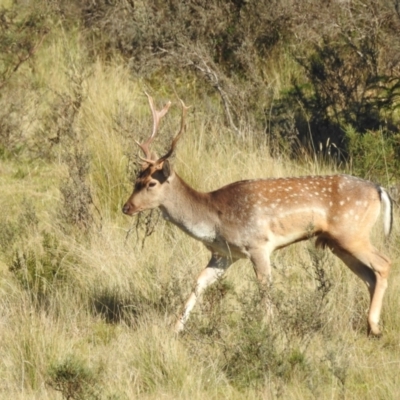 Dama dama (Fallow Deer) at Tinderry, NSW - 14 Apr 2024 by danswell