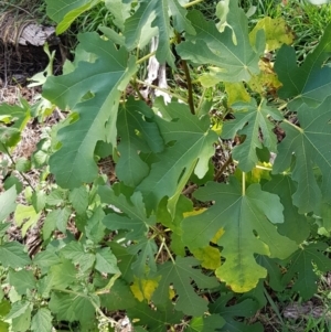 Ficus carica at Mount Majura - 15 Apr 2024