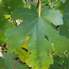 Ficus carica at Mount Majura - 15 Apr 2024 12:00 PM