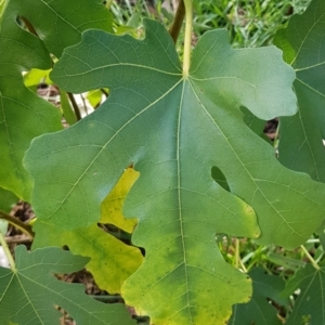 Ficus carica at Mount Majura - 15 Apr 2024 12:00 PM