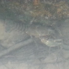 Unidentified Freshwater Crayfish at Stony Creek - 25 Mar 2018 by danswell