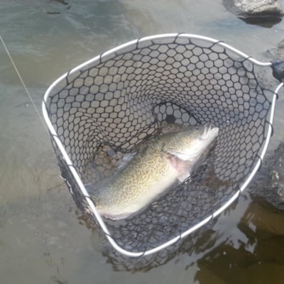 Maccullochella peelii (Murray Cod) at Denman Prospect, ACT - 25 Mar 2018 by danswell