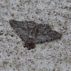 Ectropis (genus) (An engrailed moth) at Macarthur, ACT - 17 Apr 2024 by RodDeb