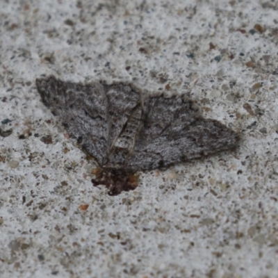 Ectropis (genus) (An engrailed moth) at Macarthur, ACT - 16 Apr 2024 by RodDeb
