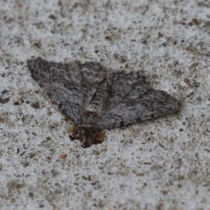 Unidentified Moth (Lepidoptera) at suppressed by RodDeb