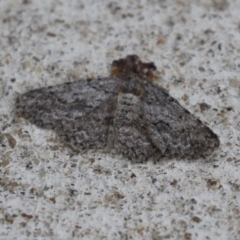 Ectropis (genus) at Macarthur, ACT - 17 Apr 2024