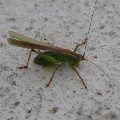 Conocephalomima barameda (False Meadow Katydid, Barameda) at Macarthur, ACT - 17 Apr 2024 by RodDeb