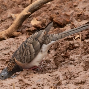 Geopelia humeralis at Round Hill Nature Reserve - 31 Mar 2024 11:54 AM