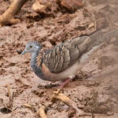 Geopelia humeralis at Round Hill Nature Reserve - 31 Mar 2024