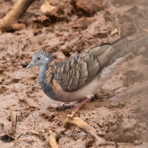 Geopelia humeralis at Round Hill Nature Reserve - 31 Mar 2024 11:54 AM