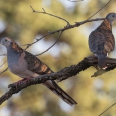 Geopelia humeralis (Bar-shouldered Dove) at Round Hill Nature Reserve - 1 Apr 2024 by rawshorty