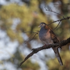 Geopelia humeralis at Round Hill Nature Reserve - 1 Apr 2024