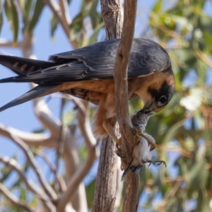 Falco longipennis (Australian Hobby) at Euabalong, NSW by rawshorty