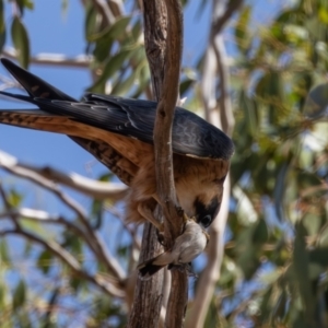 Falco longipennis at Euabalong, NSW - 1 Apr 2024