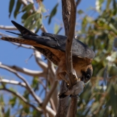 Falco longipennis at Euabalong, NSW - 1 Apr 2024 12:01 PM