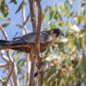 Falco longipennis at Euabalong, NSW - 1 Apr 2024