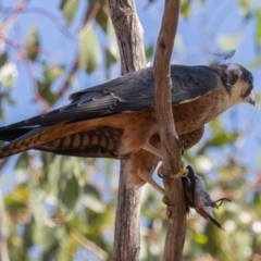 Falco longipennis at Euabalong, NSW - 1 Apr 2024