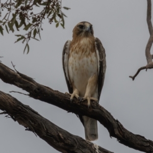 Hieraaetus morphnoides (Little Eagle) at Round Hill Nature Reserve by rawshorty