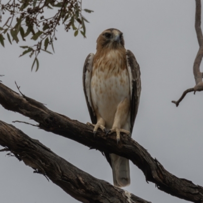 Hieraaetus morphnoides (Little Eagle) at Euabalong, NSW - 31 Mar 2024 by rawshorty