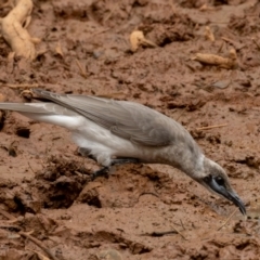 Philemon citreogularis (Little Friarbird) at Round Hill Nature Reserve - 31 Mar 2024 by rawshorty