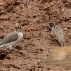 Philemon citreogularis at Round Hill Nature Reserve - 31 Mar 2024 12:00 PM