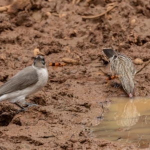 Philemon citreogularis at Round Hill Nature Reserve - 31 Mar 2024