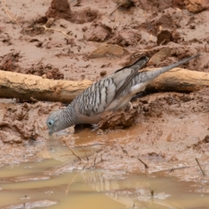 Geopelia placida at Round Hill Nature Reserve - 31 Mar 2024