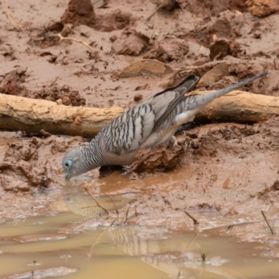 Geopelia placida (Peaceful Dove) at Euabalong, NSW - 31 Mar 2024 by rawshorty