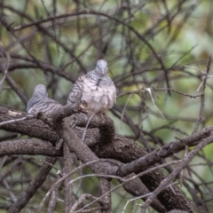 Geopelia placida at Round Hill Nature Reserve - 31 Mar 2024