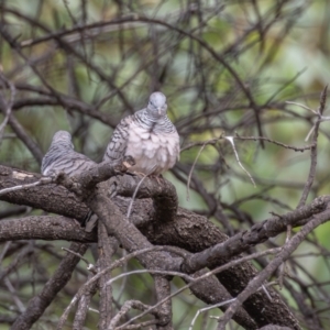 Geopelia placida at Round Hill Nature Reserve - 31 Mar 2024