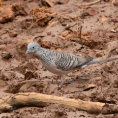 Geopelia placida at Round Hill Nature Reserve - 31 Mar 2024