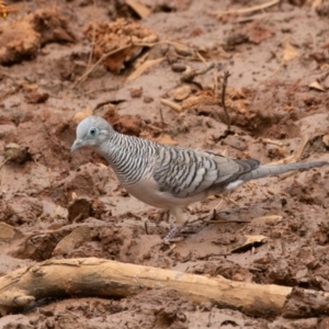 Geopelia placida at Round Hill Nature Reserve - 31 Mar 2024 11:47 AM