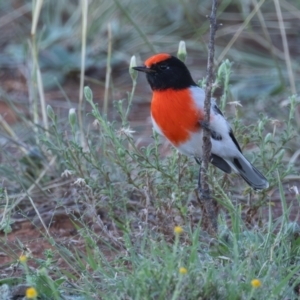 Petroica goodenovii (Red-capped Robin) at Round Hill Nature Reserve by rawshorty