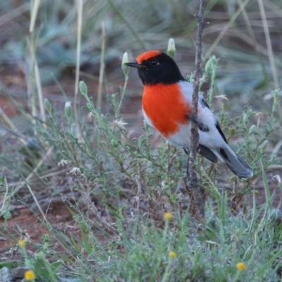 Petroica goodenovii (Red-capped Robin) at Euabalong, NSW - 31 Mar 2024 by rawshorty